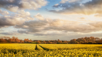 Rapeseed in Norfolk field